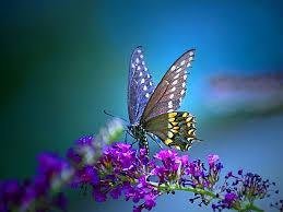 kupu kupu biru.jpg