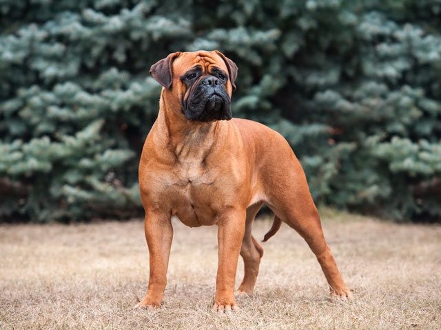 Bullmastiff.jpg