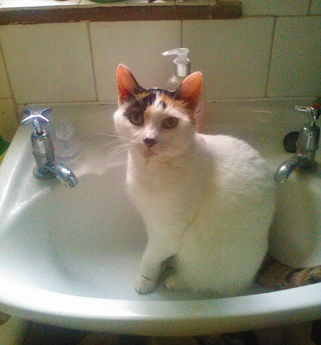 Cat Photography, Bella Awaits Water On Old Sink, Feb 2 2017-2.jpg