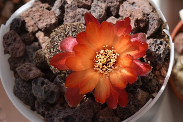 Sulcorebutia Canigueralii first flower 4.jpg