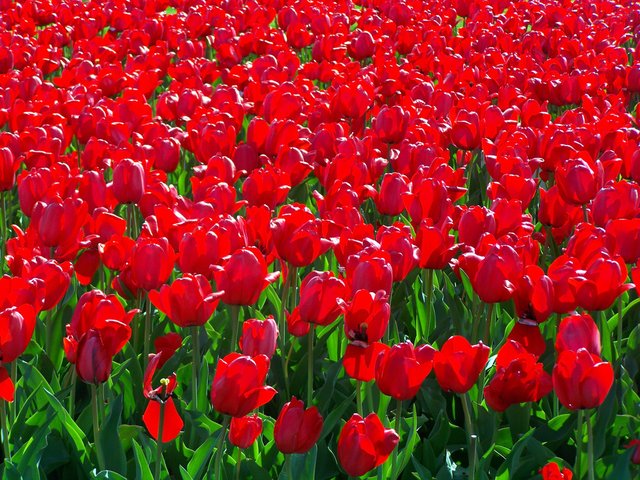 6807761-red-flowers.jpg