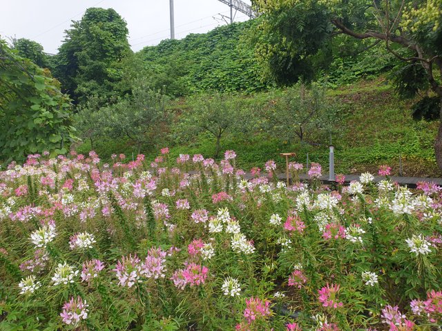 20250716_075435.jpg