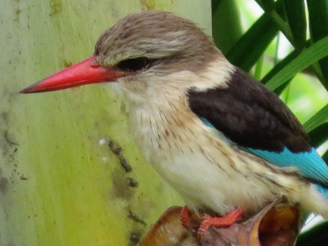 4574-Brown-hooded kingfisher.jpg
