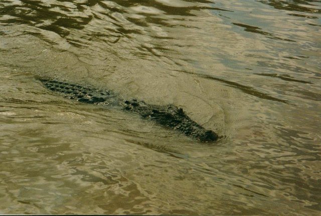 199911 Saltwater Crocodile 1.jpg