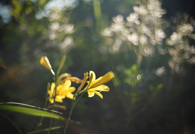 lily garden bokeh.jpg