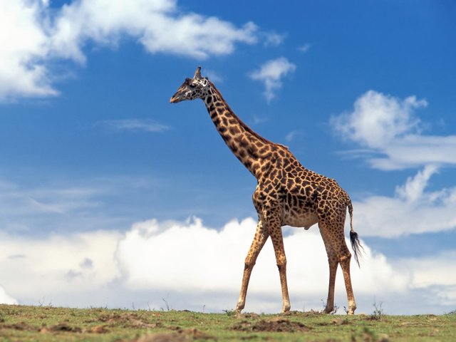 photos-of-Giraffe.jpg