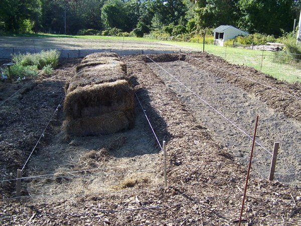 New herb - mulch and Row 7 weeded crop September 2019.jpg