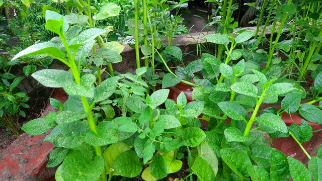 20250703_174830.jpg