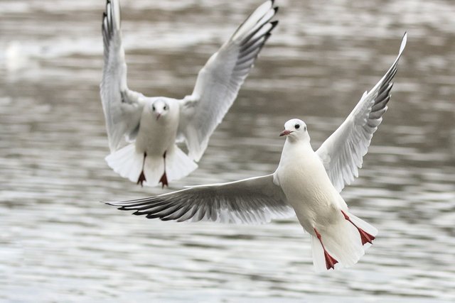 seagulls-6841129_1280.jpg