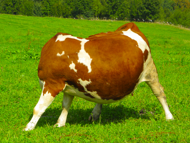 vache.png