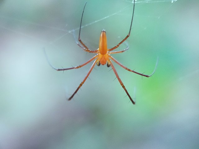 Nephila Pilipes (5).jpg