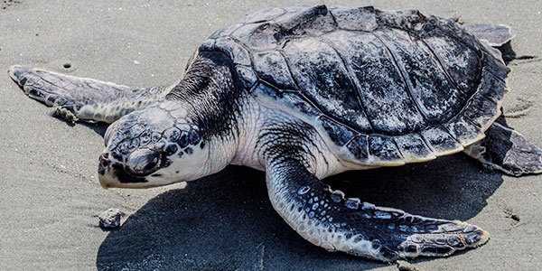 httpswww.nwf.org-mediaNEW-WEBSITEShared-FolderWildlifeReptilesreptile_kemps-ridley-sea-turtle_600x300.ashx.jpg