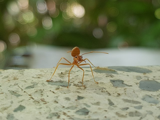 crazy ant.jpg