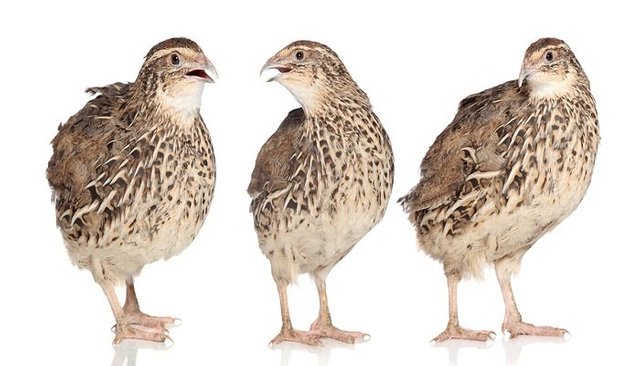 coturnix japonica.jpg