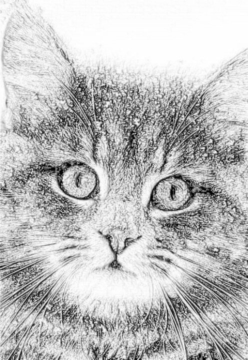 Close Up Face Of Cat Beautiful Sketch Art Picture Steemit