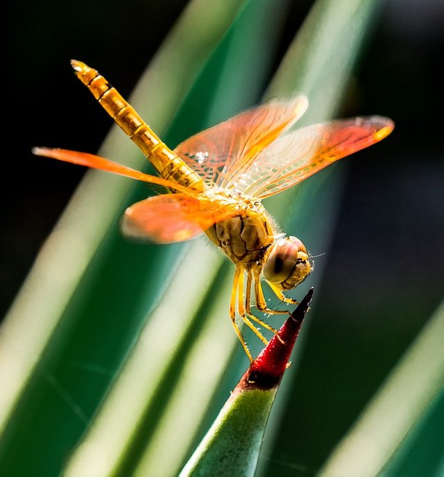 dragonfly-274059_960_720.jpg