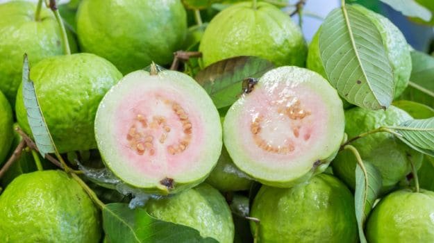 guava-benefits-625_625x350_71447741866.jpg