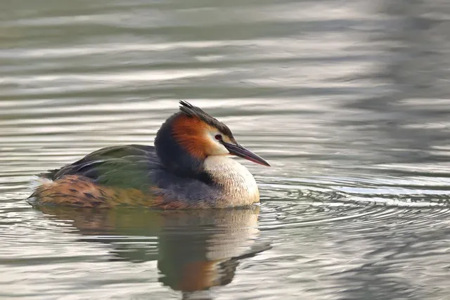 great-crested-grebe-7968287_1280.webp