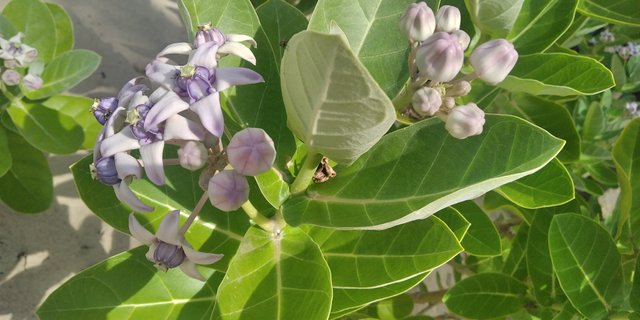 IMG_20240718_150555.jpg