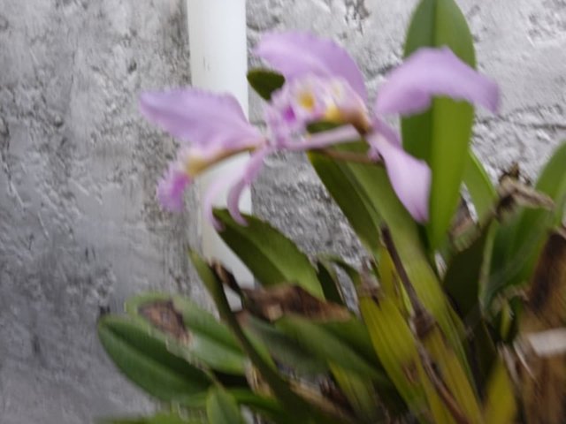 mis orquideas 95.jpg