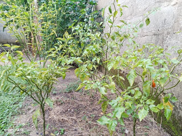 IMG20250519165049.jpg