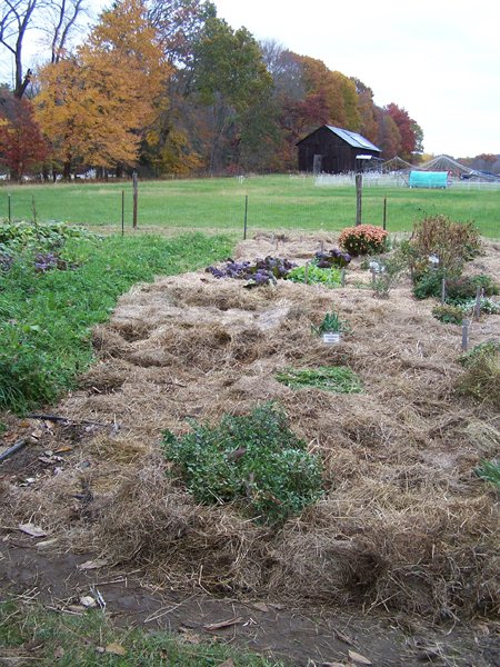 Big garden - mulching almost done crop October 2019.jpg