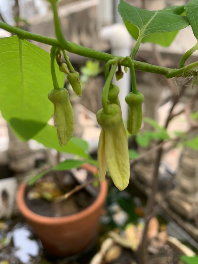 my little garden4.jpg