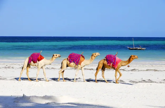 camels-walking-each-other-diani-beach-kenya_181624-23946.webp