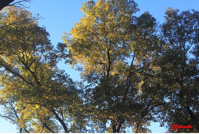 fall colors trees fontenelle forest landscape Fall0040.JPG