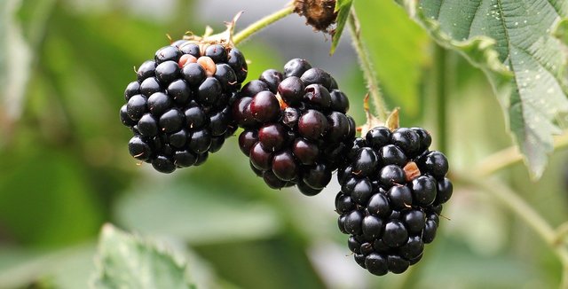 blackberries-1539540_1280.jpg