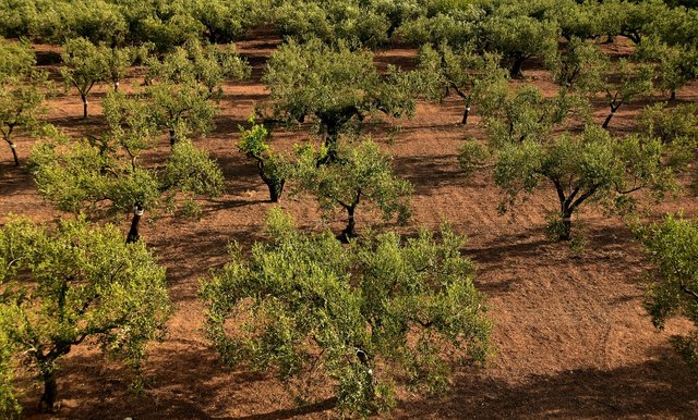 olive-trees-3622571_1280.jpg