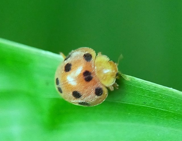 Yellow Ladybug (40).jpg