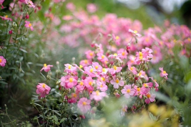 pink flowers garden 2.jpg