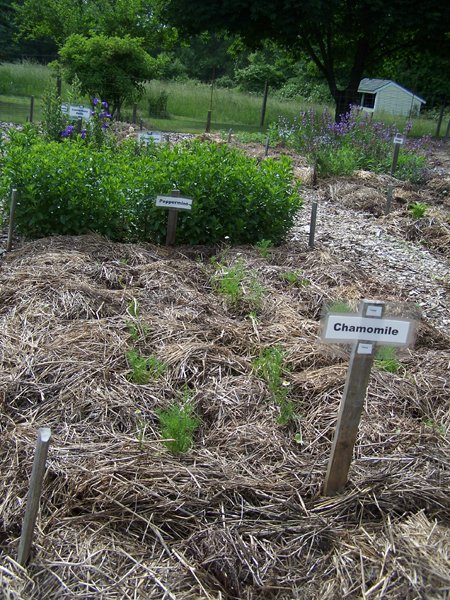 New Herb garden - Row 4 - chamomile crop June 2018.jpg