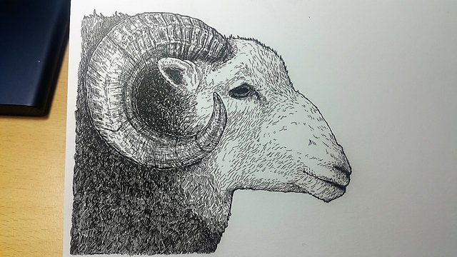 sheep_002.jpg