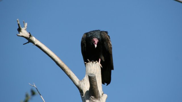 vulture09.JPG