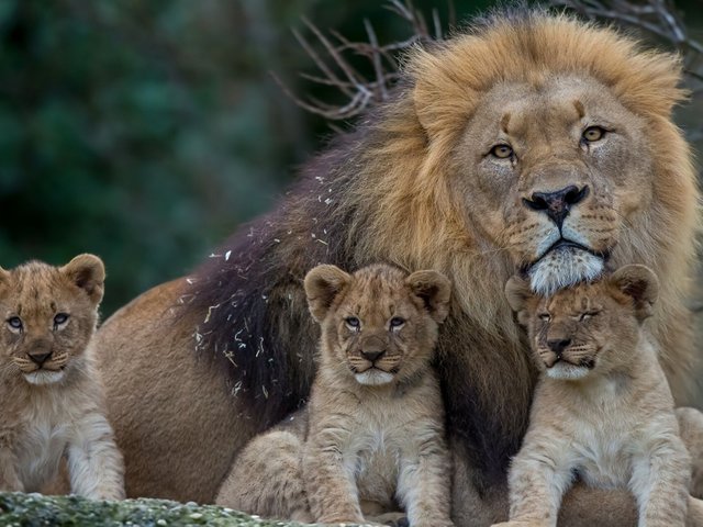 Lion-with-lion-cubs_1600x1200 (1).jpg