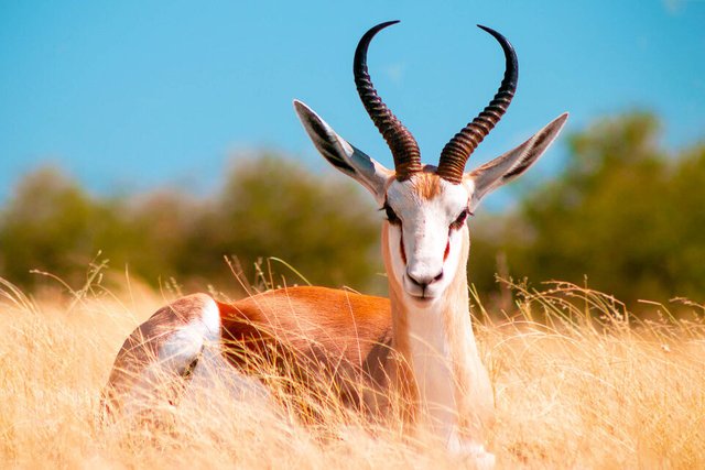 antelope_springbok_africa_1medium-960x640.jpg