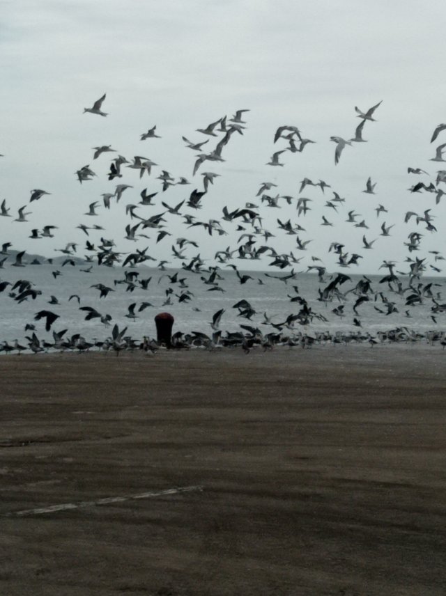 bandadas de pájaros.jpg