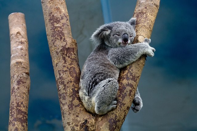 koala-1100469_960_720.jpg