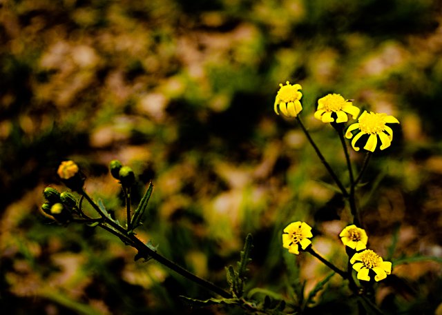 Lonely Yellow.jpg