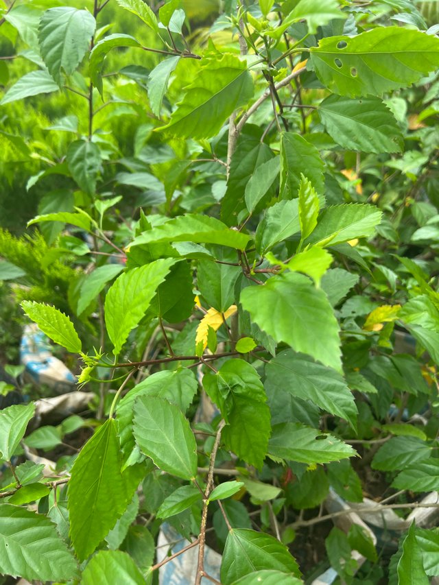 IMG_6977.jpeg