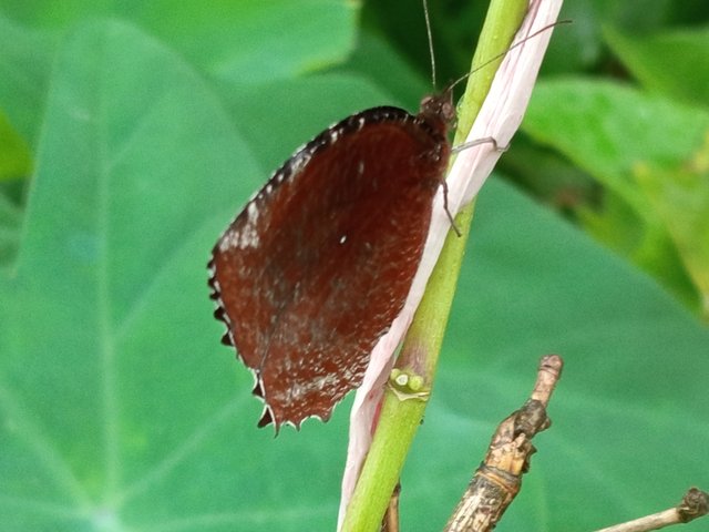 প্রজাপতি (5).jpg
