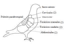 SISTEMA RESPIRATORIO CODORNIZ.jpg