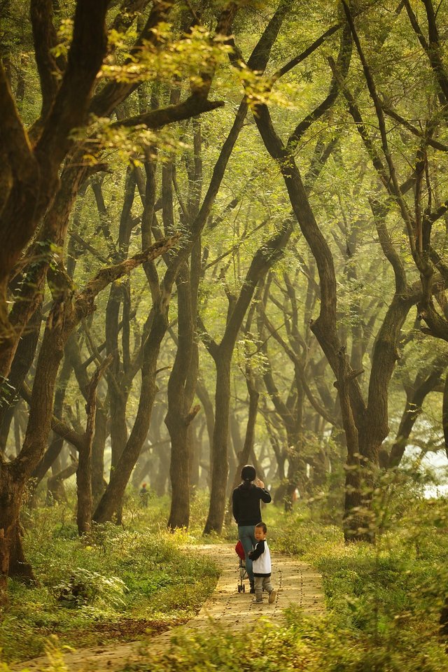 forest-4605204_1280.jpg