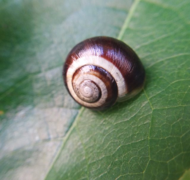 snail 5 - Kopie.jpg