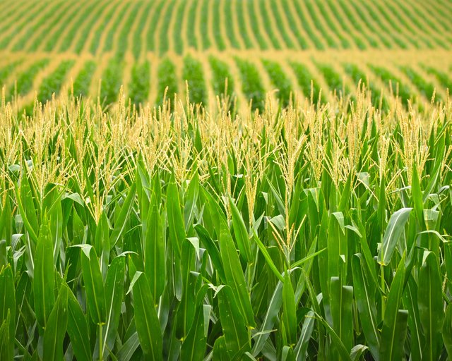 Rows-corn-field-Nebraska.jpg