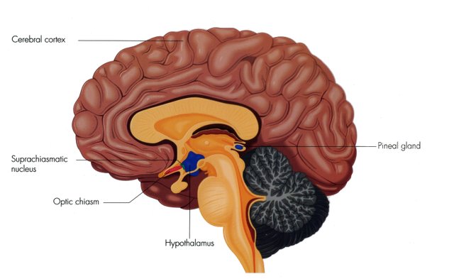 Suprachiasmatic_Nucleus.jpg