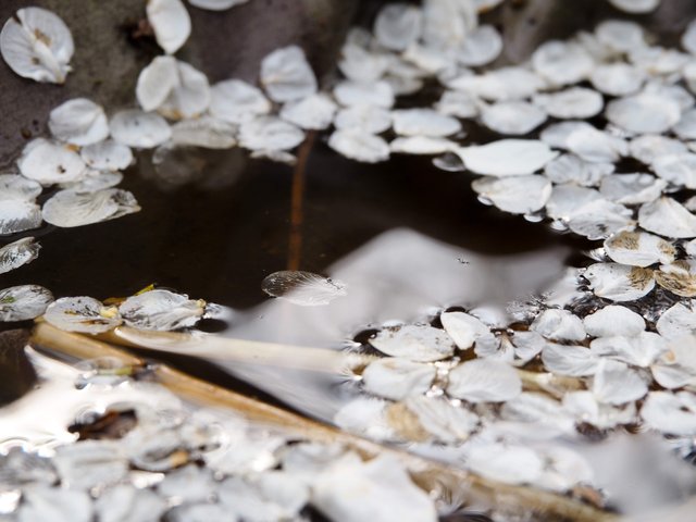 in i yan petals photocontest.jpg