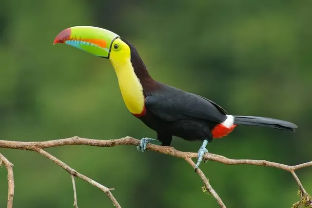 keel-billed-toucan.webp